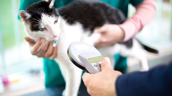 Para viajar con tu perro o gato en la UE es obligatorio identificar al animal y registrarlo correctamente: lo que debes hacer y lo que no - El microchip: el requisito imprescindible para cruzar fronteras en la UE