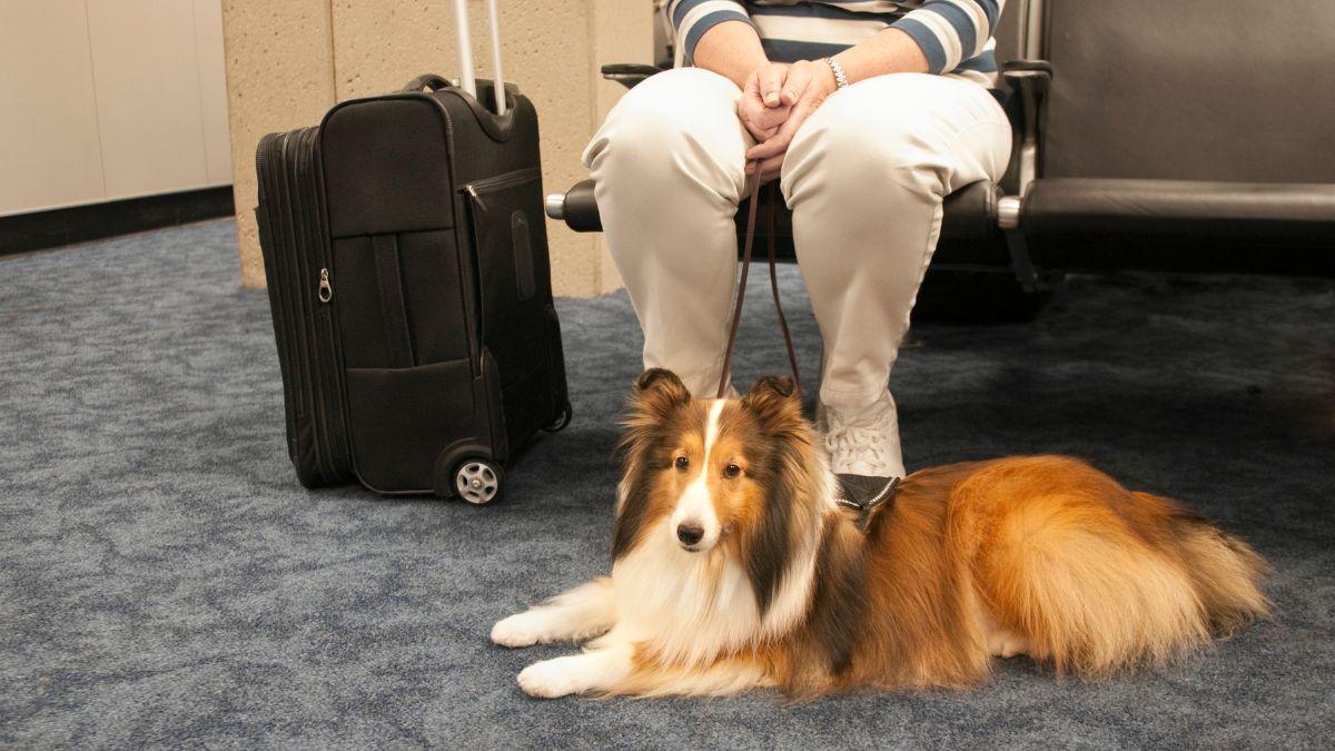 Para viajar con tu perro o gato en la UE es obligatorio identificar al animal y registrarlo correctamente: lo que debes hacer y lo que no