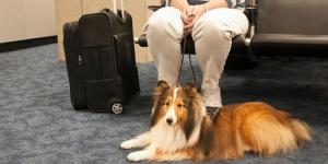 Para viajar con tu perro o gato en la UE es obligatorio identificar al animal y registrarlo correctamente: lo que debes hacer y lo que no