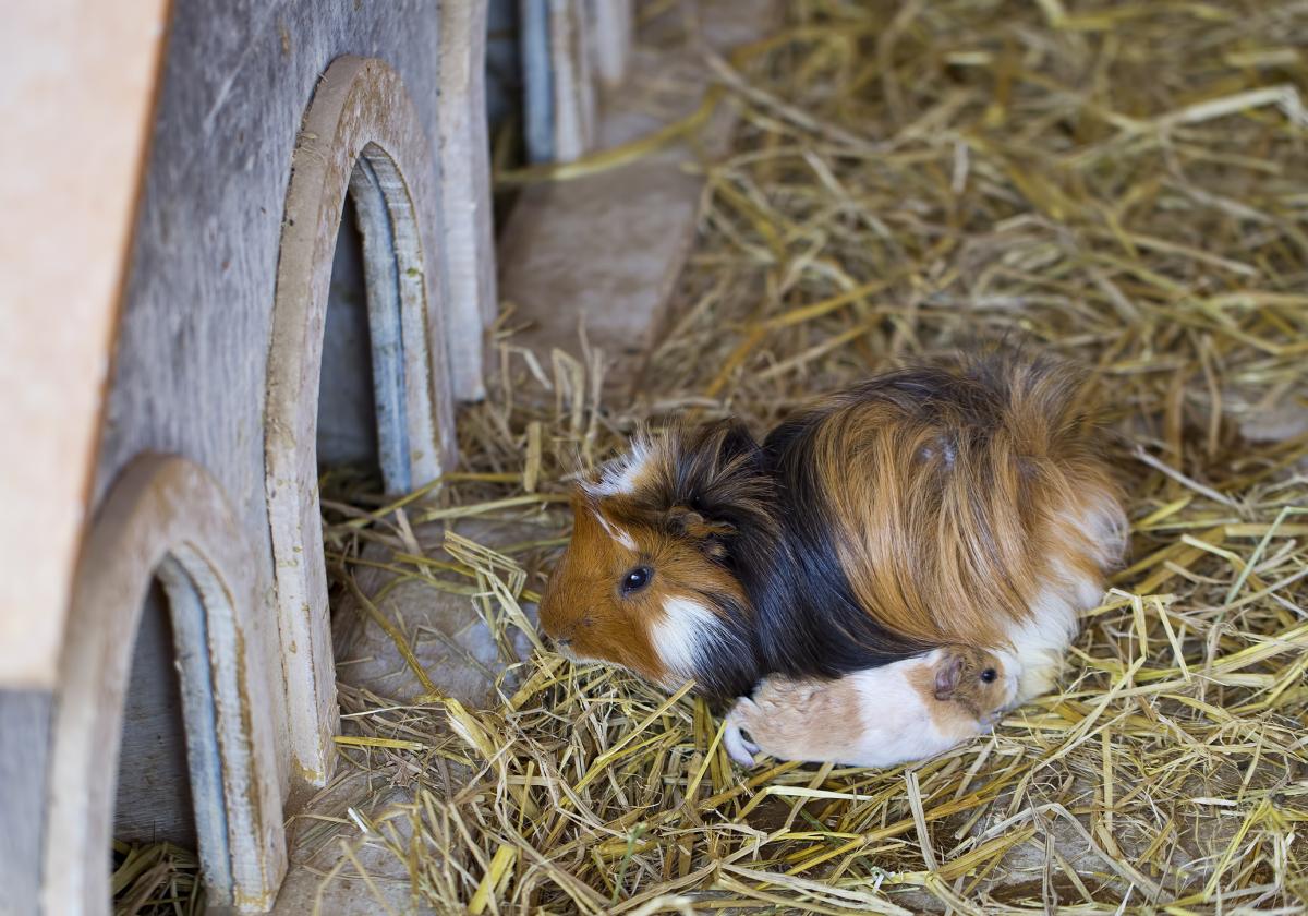 ¿Por qué las cobayas se comen a sus crías?