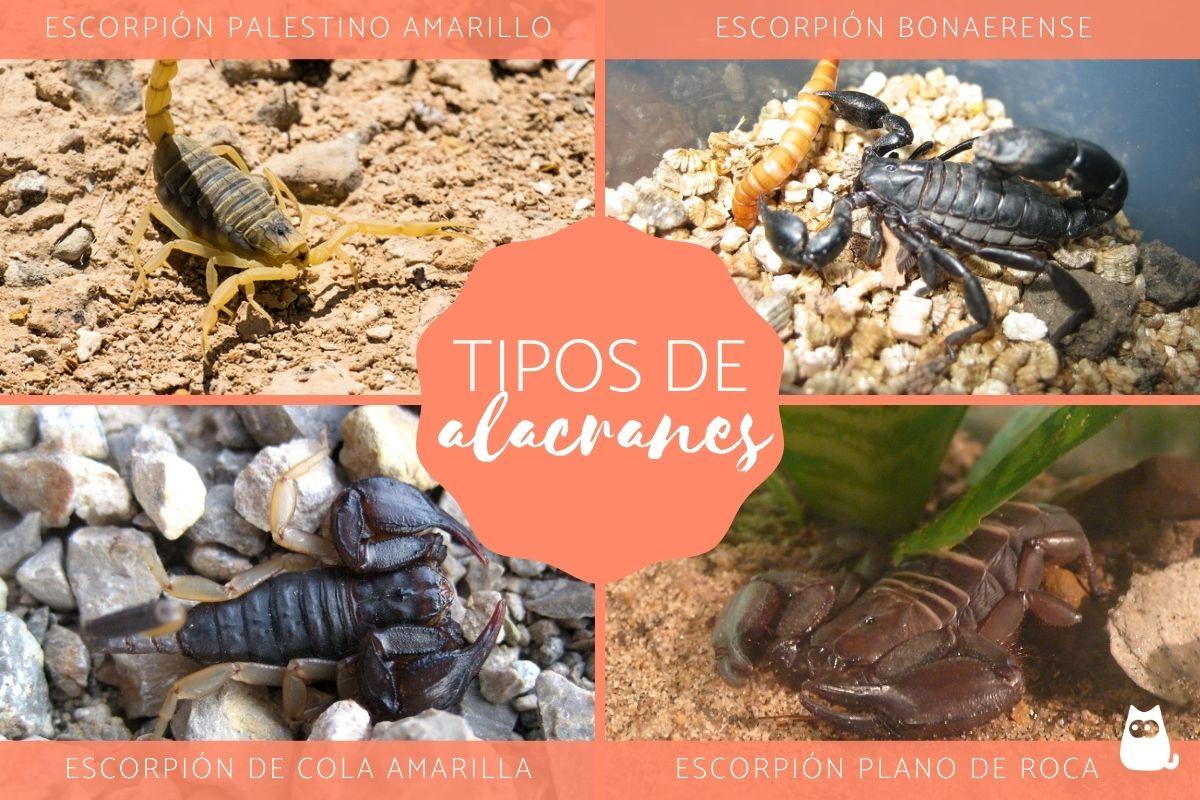 Tipos de alacranes