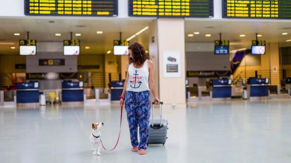 Para viajar con tu perro o gato en la UE es obligatorio identificar al animal y registrarlo correctamente: lo que debes hacer y lo que no - Todo lo que debes tener en regla antes de viajar con tu mascota