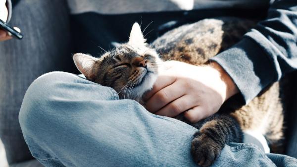 Carlos Gutiérrez, veterinario: “Nuestros gatos se parecen a nosotros y la ciencia lo confirma” - Los gatos son más sensibles a nuestras emociones y rutinas de lo que parece