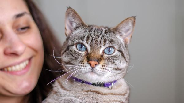 Carlos Gutiérrez, veterinario: “Nuestros gatos se parecen a nosotros y la ciencia lo confirma” - Los veterinarios lo tienen claro: tu forma de ser influye en la personalidad de tu gato