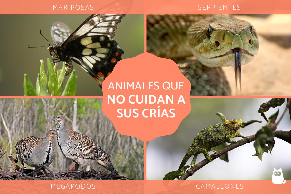 Animales que no cuidan a sus crías