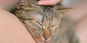 Cómo cuidar a un gato con insuficiencia renal: consejos de veterinaria para mejorar su calidad de vida