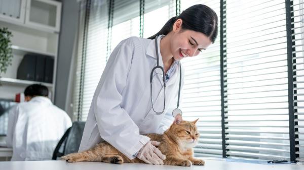 Cómo cuidar a un gato con insuficiencia renal: consejos de veterinaria para mejorar su calidad de vida - Síntomas de insuficiencia renal en gatos: señales de alerta