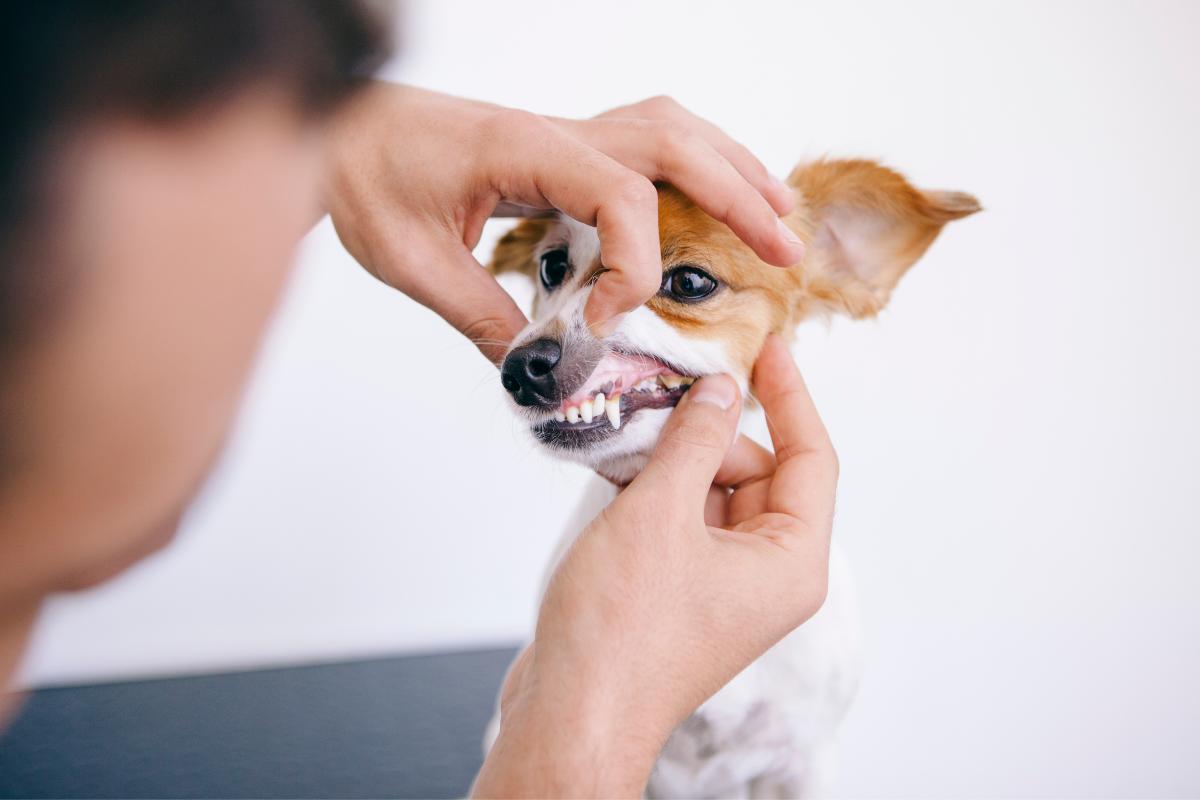 ¿Cómo aliviar el dolor de dientes en perros?