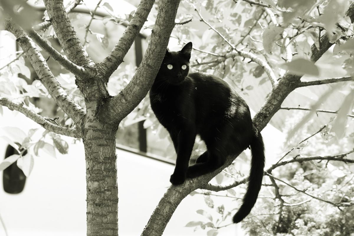 Historia y evolución del gato