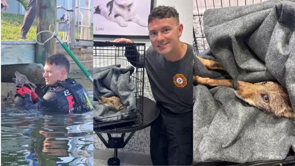 Vecinos y bomberos rescatan a un supuesto perro de un lago: al sacarlo del agua llegó la sorpresa - Sí, los coyotes pueden nadar: el comportamiento que muchos desconocen de estos animales salvajes