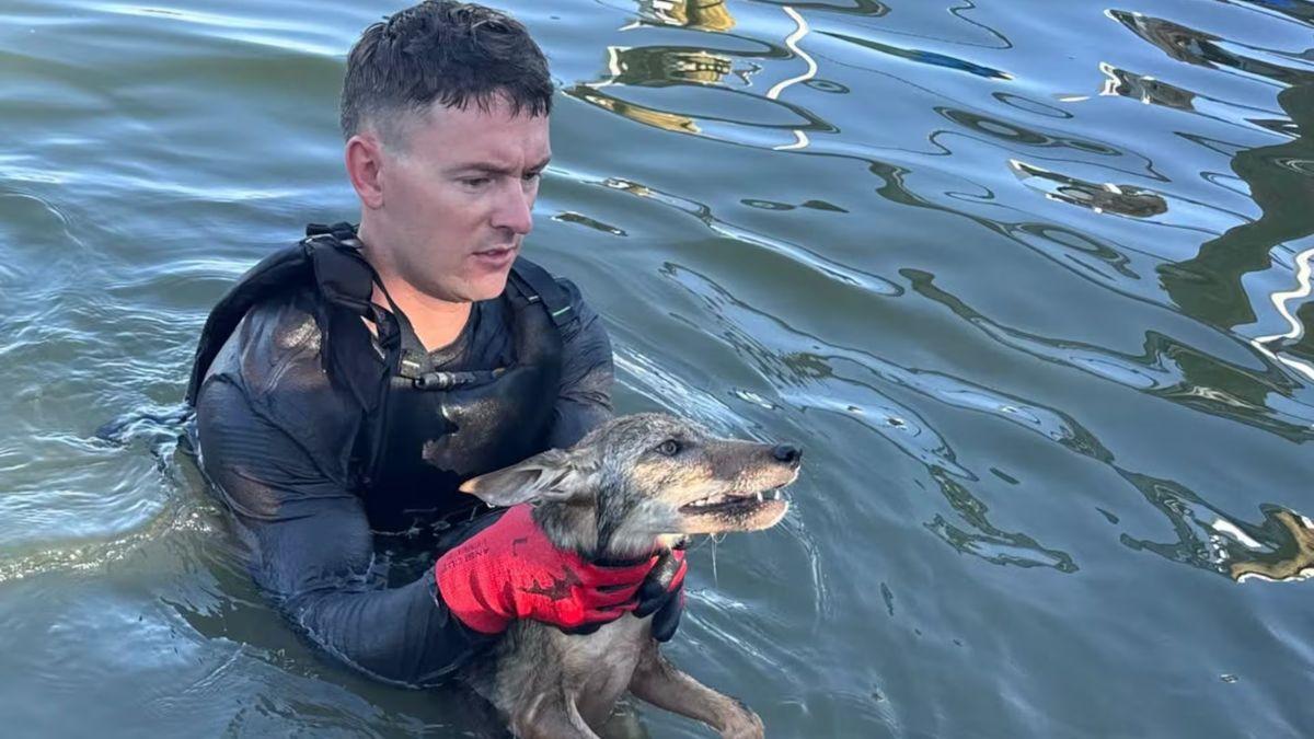 Vecinos y bomberos rescatan a un supuesto perro de un lago: al sacarlo del agua llegó la sorpresa