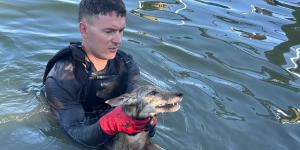 Vecinos y bomberos rescatan a un supuesto perro de un lago: al sacarlo del agua llegó la sorpresa