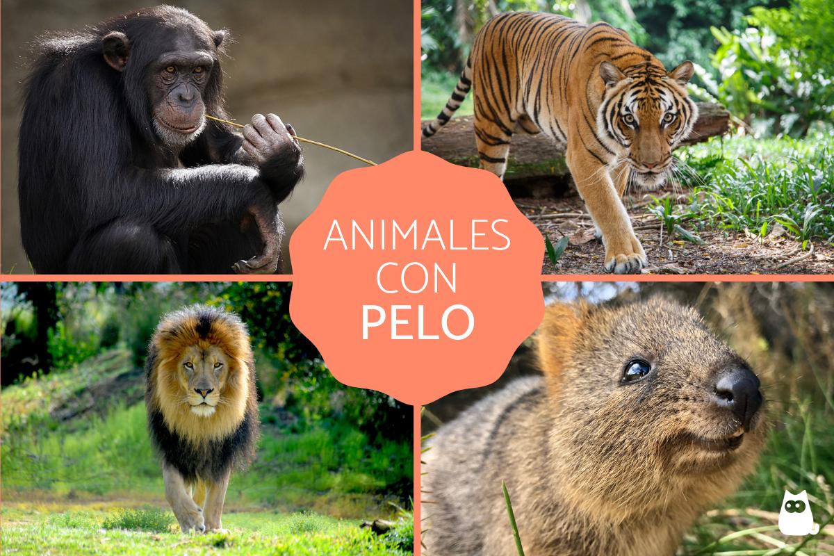 Animales con pelo - Características y ejemplos