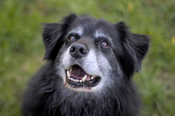 Mi perro ha muerto de repente: causas y qué hacer - ¿Cómo saber por qué mi perro ha muerto de repente?