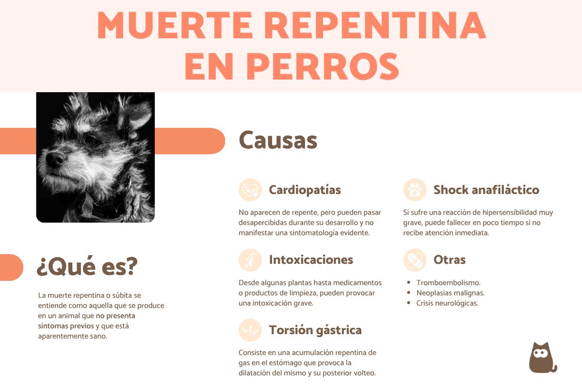 Mi perro ha muerto de repente: causas y qué hacer