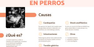 Mi perro ha muerto de repente: causas y qué hacer