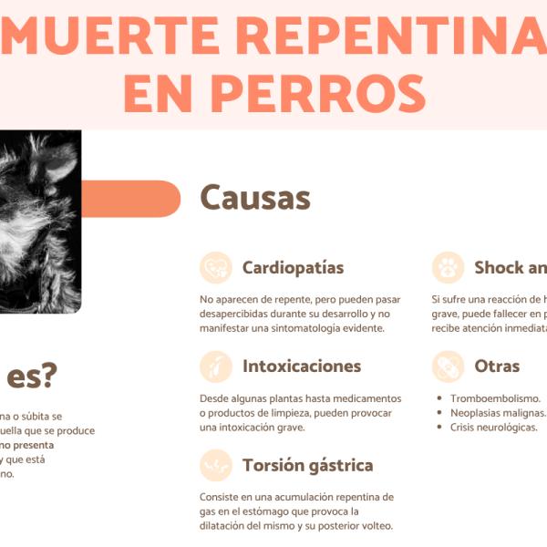 puede un perro morir de sobrecalentamiento
