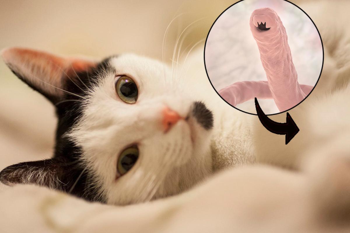 Parásitos intestinales en gatos - Síntomas y tratamiento