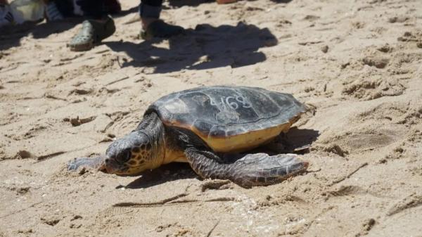 Más de un centenar de tortugas bobas nacen en las playas de Dénia y emprenden su carrera al mar - Las tortugas bobas ya han comenzado a salir de sus nidos en Dénia