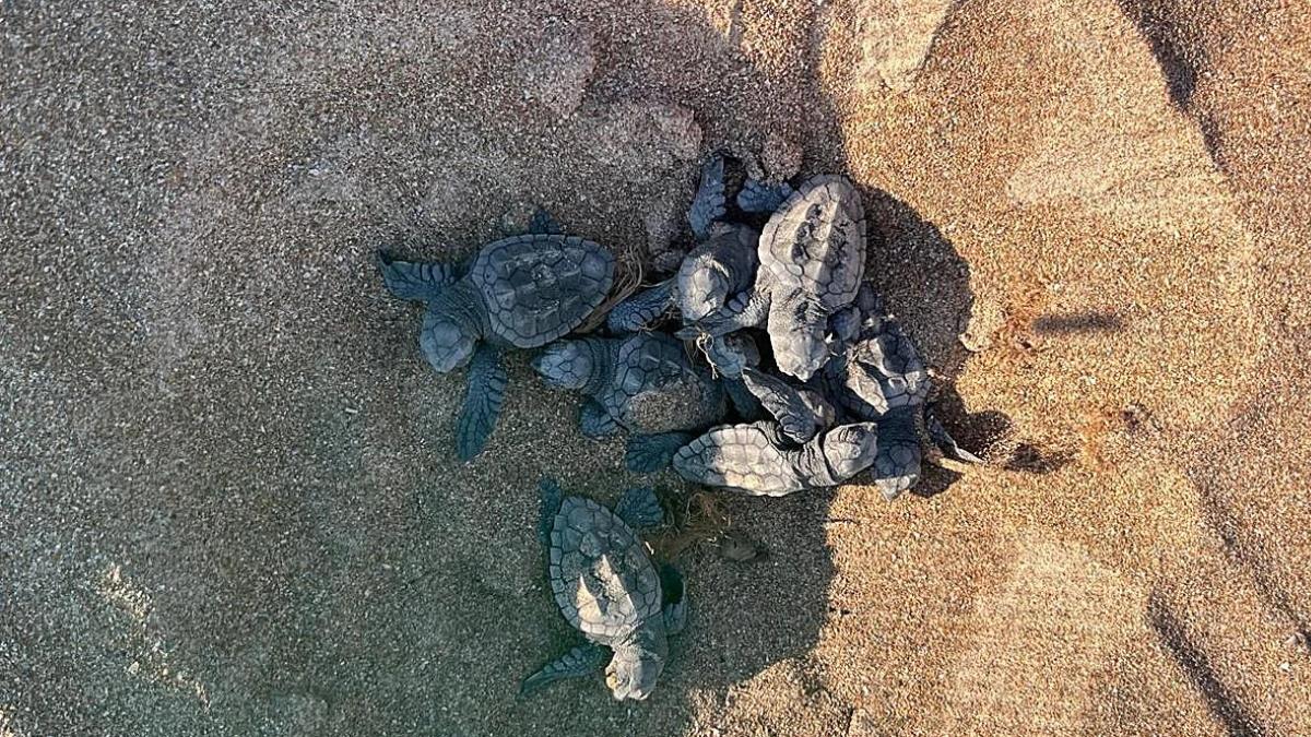 Más de un centenar de tortugas bobas nacen en las playas de Dénia y emprenden su carrera al mar
