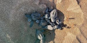 Más de un centenar de tortugas bobas nacen en las playas de Dénia y emprenden su carrera al mar
