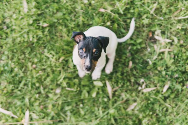 ¿Se puede tener un perro bodeguero en un piso? - ¿Qué tener en cuenta para tener un perro bodeguero en un piso?