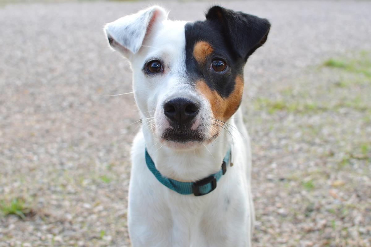 ¿Se puede tener un perro bodeguero en un piso?