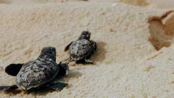 Más de un centenar de tortugas bobas nacen en las playas de Dénia y emprenden su carrera al mar - Una especie vulnerable que se enfrenta a una mortalidad de hasta el 90 % durante sus primeros días de vida
