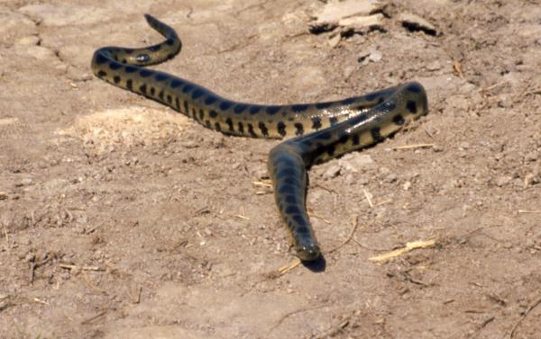 Cuánto puede llegar a medir una anaconda - Anaconda Beni (Eunectes beniensis)