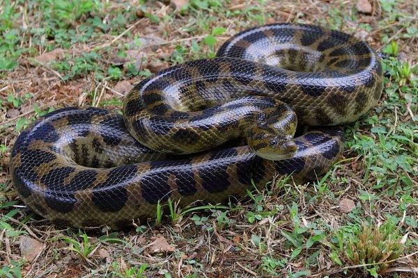 Cuánto puede llegar a medir una anaconda - Anaconda de Deschauensee (Eunectes deschauenseei)