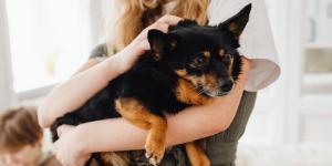 Antes se creía que un año de perro equivalía a siete humanos: la ciencia explica ahora por qué no es tan sencillo