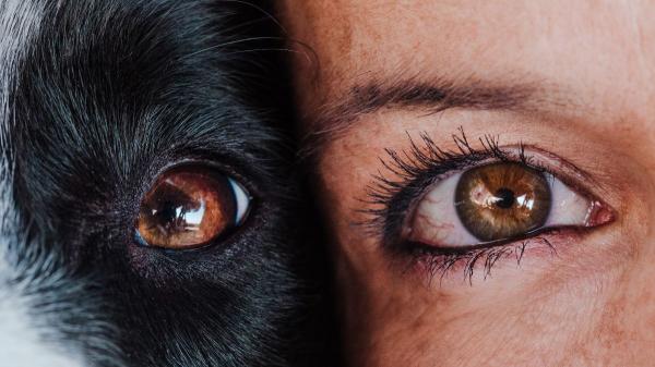 Antes se creía que un año de perro equivalía a siete humanos: la ciencia explica ahora por qué no es tan sencillo - El tamaño y la raza influyen en la edad: los perros grandes envejecen antes