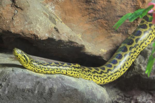 Cuánto puede llegar a medir una anaconda - La anaconda amarilla (Eunectes notaeus)