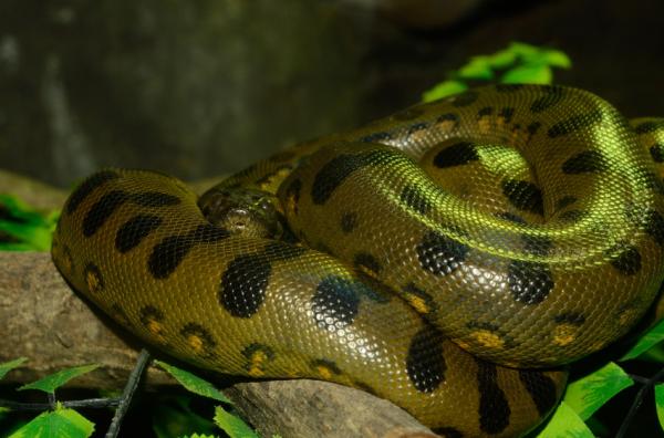 Cuánto puede llegar a medir una anaconda - La anaconda verde (Eunectes murinus)