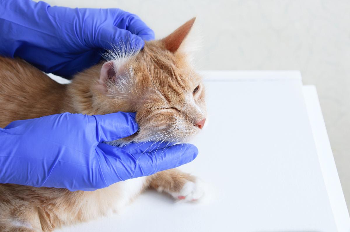 ¿Por qué mi gato se rasca mucho la oreja?