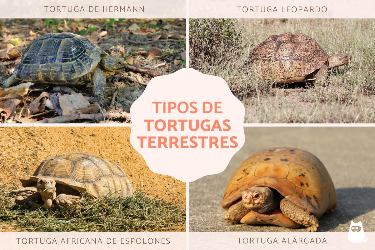 Tipos de tortugas terrestres