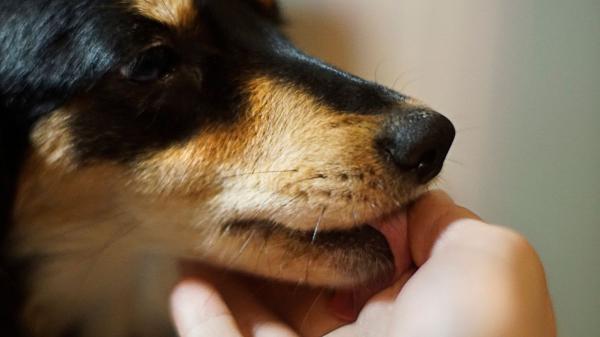 Marta Sarasúa, educadora canina: “Cuando un perro te da pequeños mordisquitos, quiere demostrarte su cariño” - Cómo responder a los mordisquitos de tu perro, según Marta Sarasúa