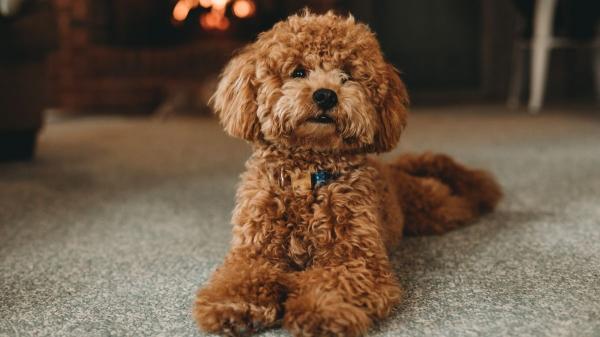 Alberto Sanz, adiestrador canino: "Este error provoca que tu perro salga descontrolado de casa" - Otro fallo común que altera a tu perro: ''Si lo corriges, tu perro saldrá más tranquilo a la calle''