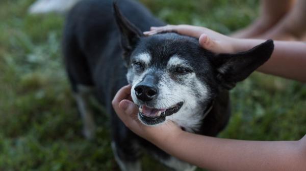 El luto por una mascota ya no es invisible: así está cambiando la forma en que despedimos a nuestros animales - El cambio hacia una sociedad más empática: el respeto al duelo animal