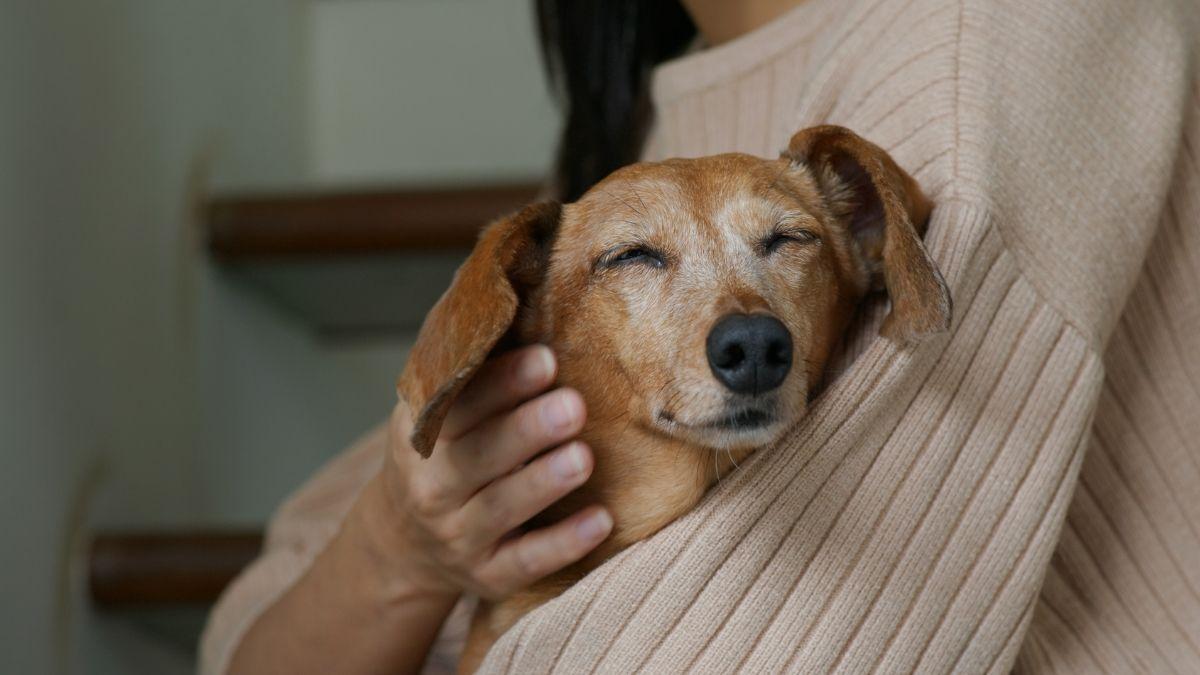 El luto por una mascota ya no es invisible: así está cambiando la forma en que despedimos a nuestros animales