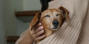 El luto por una mascota ya no es invisible: así está cambiando la forma en que despedimos a nuestros animales