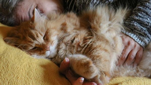 El luto por una mascota ya no es invisible: así está cambiando la forma en que despedimos a nuestros animales - El reconocimiento social del dolor: no es “solo un animal”