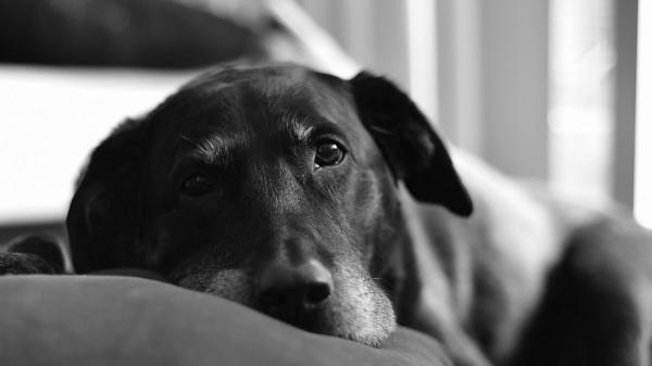 El luto por una mascota ya no es invisible: así está cambiando la forma en que despedimos a nuestros animales - Rituales para despedir: cómo estamos transformando el duelo por un animal