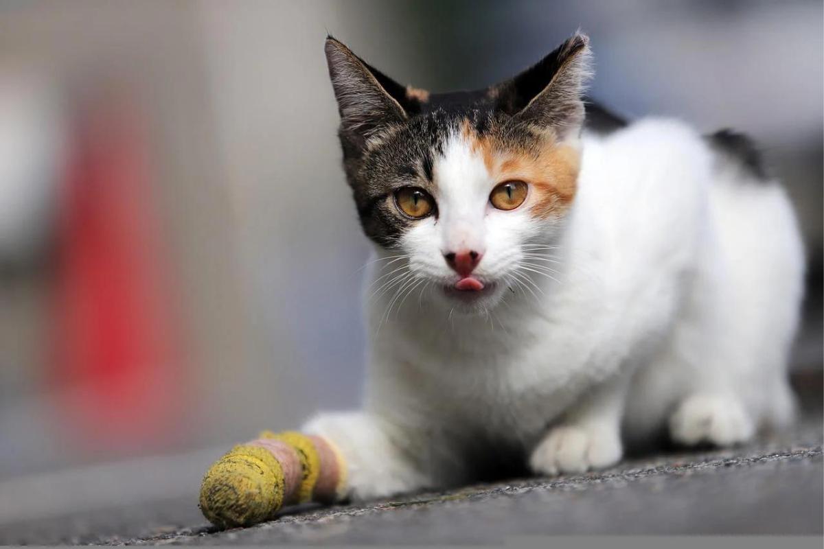 Betadine en gatos, ¿se puede usar?
