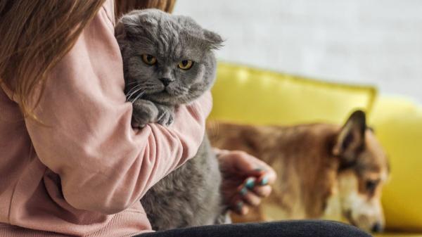 Estrés, apatía y cambios de conducta: así viven los perros y gatos el duelo tras la pérdida de un ser querido (y cómo ayudarlos) - Claves para acompañar a tu mascota en su proceso de duelo