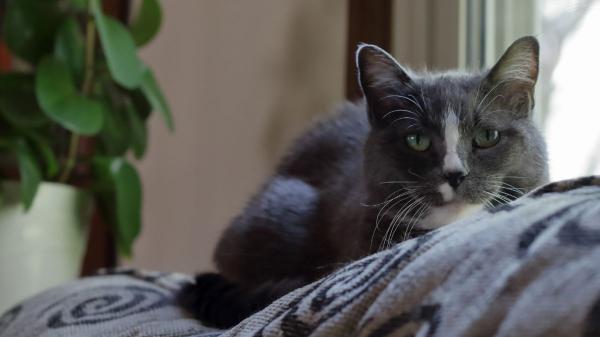 Estrés, apatía y cambios de conducta: así viven los perros y gatos el duelo tras la pérdida de un ser querido (y cómo ayudarlos) - El impacto fisiológico del duelo en el sueño y el estrés de los animales