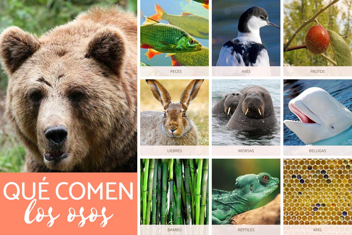 ¿Qué comen los osos?