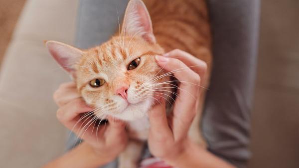 No es exageración: la ciencia explica por qué ves a tu perro o gato como un hijo (y qué dice sobre ti) - La clave está en la oxitocina: así influye en el amor por tu mascota