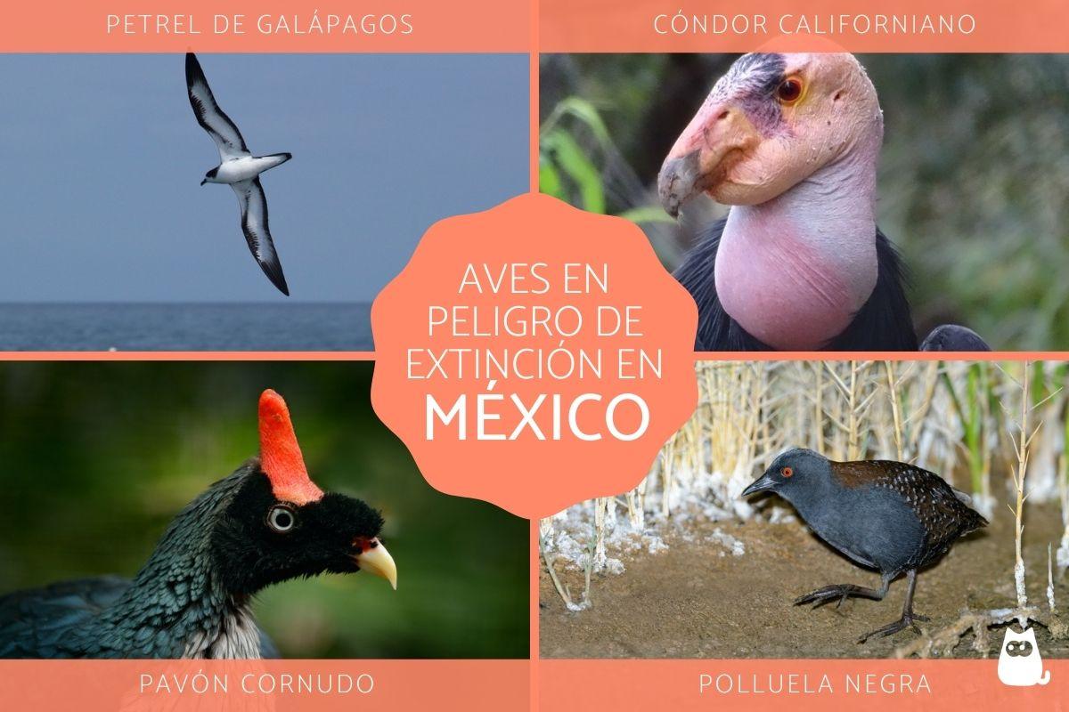 Aves en peligro de extinción en México