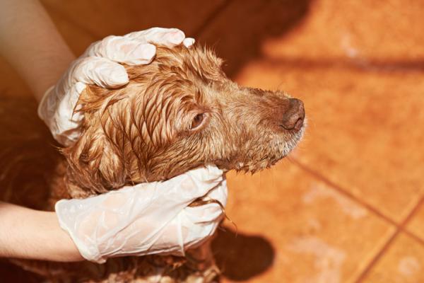 ¿Cómo eliminar las pulgas de mi perro con vinagre?